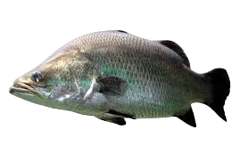 Barramundi