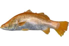 Barramundi