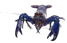 Electric Blue Marron