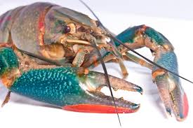 Red Claw Crayfish